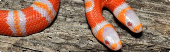 かなりレア、アルビノの変種、オレンジ色と白の双頭ヘビが生まれる（米フロリダ州）