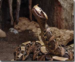 ツチノコそっくりの大型猛毒ヘビ「ガボンアダー（Gaboon viper）」