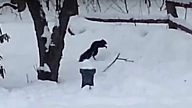 drunksquirrel3