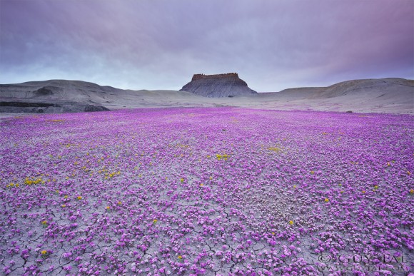この景色すごい！異世界ムードを漂わせる砂漠を埋め尽くす花のカーペット（米ユタ州）