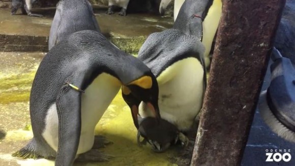 ペンギンの赤ちゃんが放置されているのを見たゲイのペンギンカップル、赤ちゃんを保護しお世話するも実親とのバトル勃発