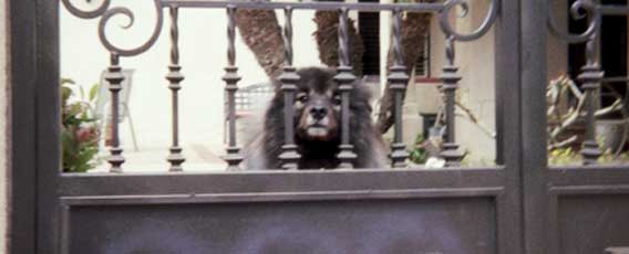 壁に犬ありフェンスに犬あり・・・いつだって犬に見られてる