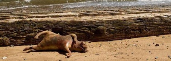 米ニューヨークで今度はイーストリバー・モンスター？ブルックリン橋の下で発見された謎生物
