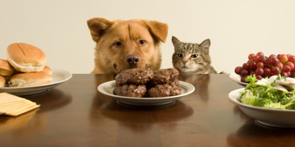 飼い犬、飼い猫の健康に良くないとされる8つの人間の食べ物