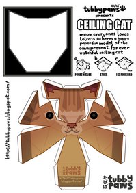 天井猫