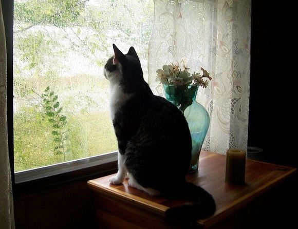 cat