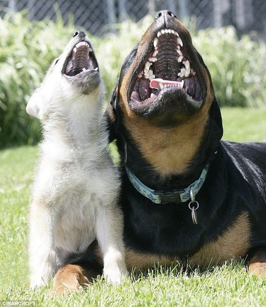 animals_64_10