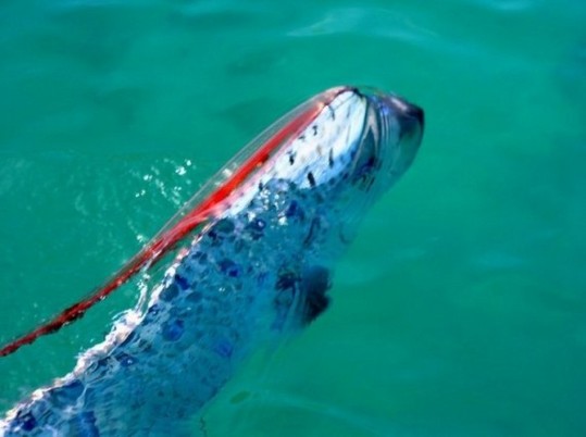 The-Longest-Fish-In-The-World-4-570x425