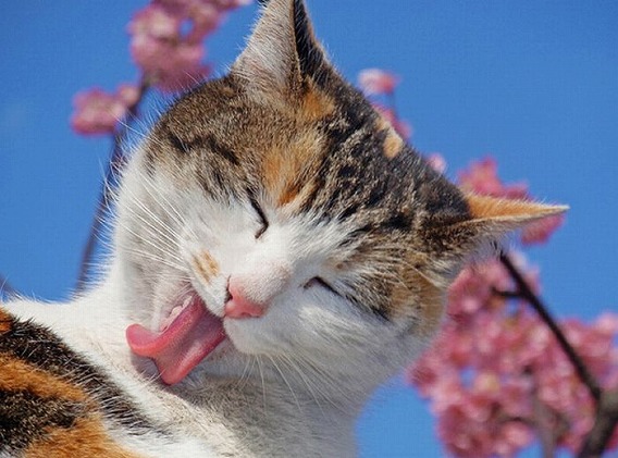 cherry_blossom_tree_cats_11