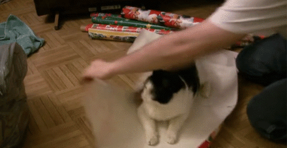 クリスマスプレゼントに最適。猫をラッピングする方法