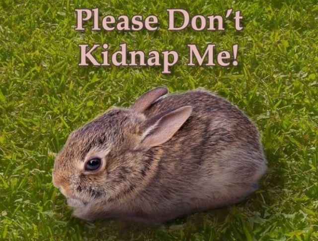 ウサギの巣を見つけたらするべきこと。春のウサギシーズンに備えよう！