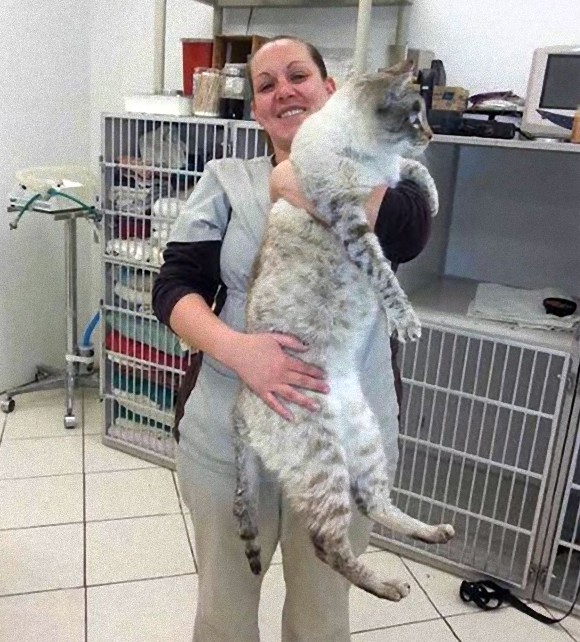 イエネコなのにオオヤマネコレベル。「アンドレ・ザ・ジャイアント」と名付けられた元野良、現ペット用品店勤務の巨大猫
