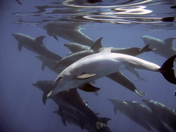 dolphins-380034_640_e