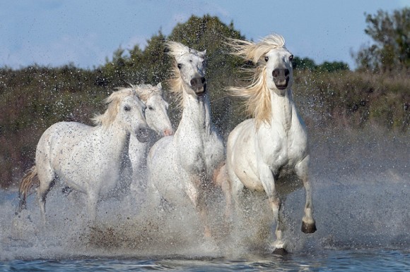 神々しい白の躍動。フランスの湿地帯を駆け抜けるカマルグ種の馬たち