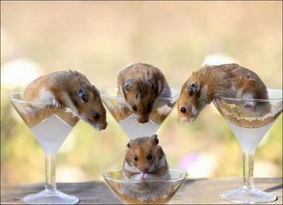 hamsters_14