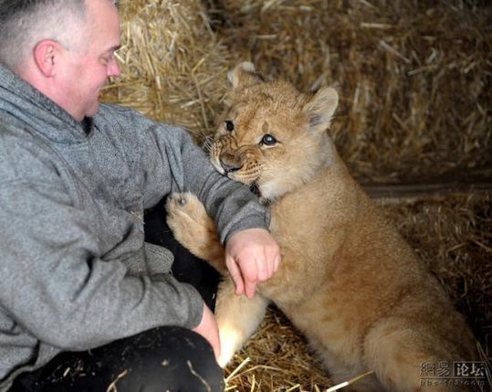 lion_and_man_09