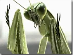 カマキリの凄さがわかるCGショーとムービー「カンフーカマキリ」