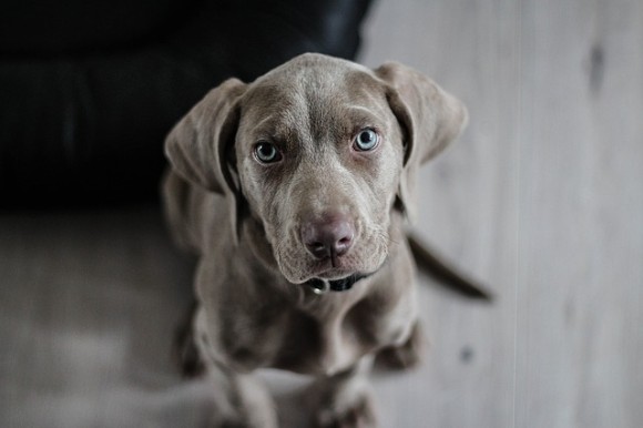 weimaraner-1381186_640_e