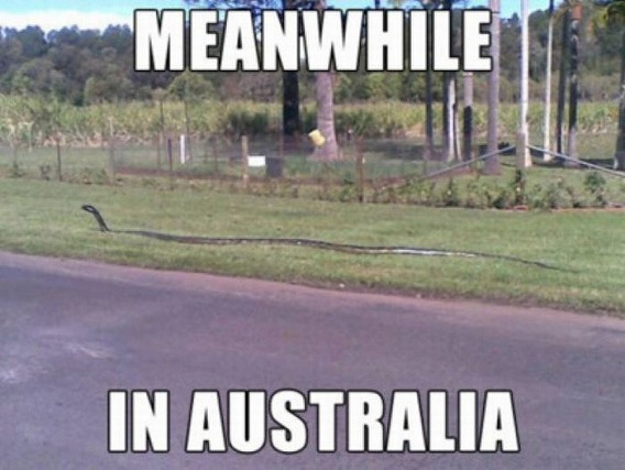 meanwhile_in_australia_42
