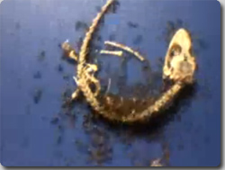 YOUTUBEで見つけた、１０のすごい早回し映像