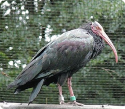 この鳥にピンときたら通報願います。絶滅危惧種のホオアカトキが多摩動物公園から逃走