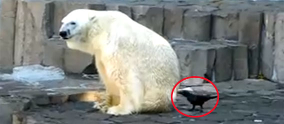シロクマにちょっかいだせるのはカラスだけ！