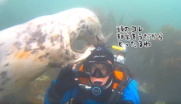 あかんそれは生命線や。アザラシがダイバーの装備に興味をもった。顔から引きはがそうと必死（イギリス）