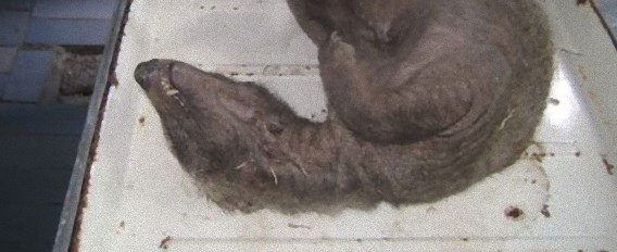 ウクライナにチュパカブラ？鶏小屋に紛れ込んでいた剛毛を持つ謎生物