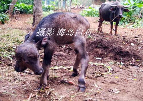 calf-006