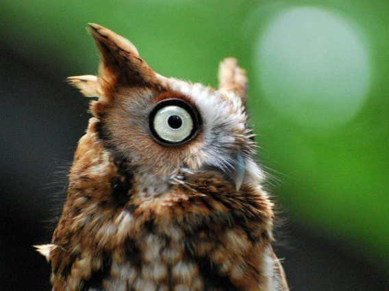 these_funny_animals_469_640_06