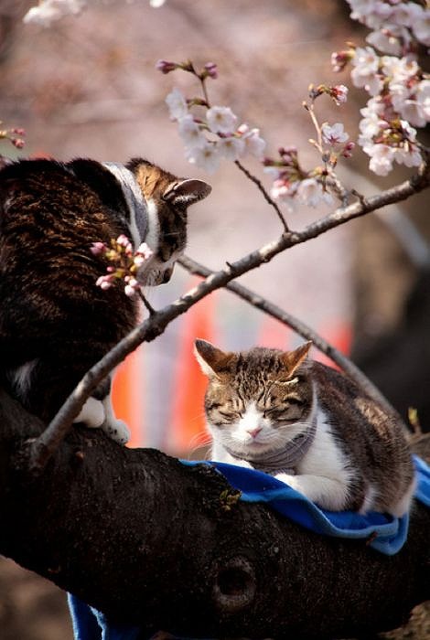 cherry_blossom_tree_cats_20