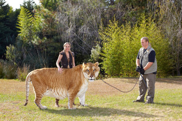 hercules-largest-liger-2969