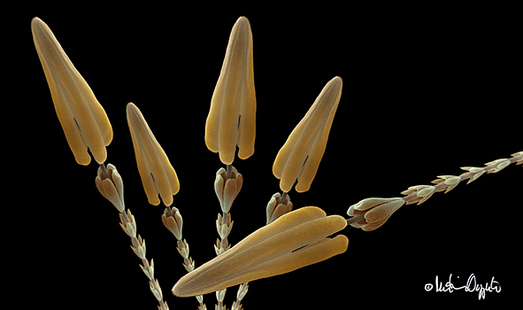 insect-hairs-0012sig