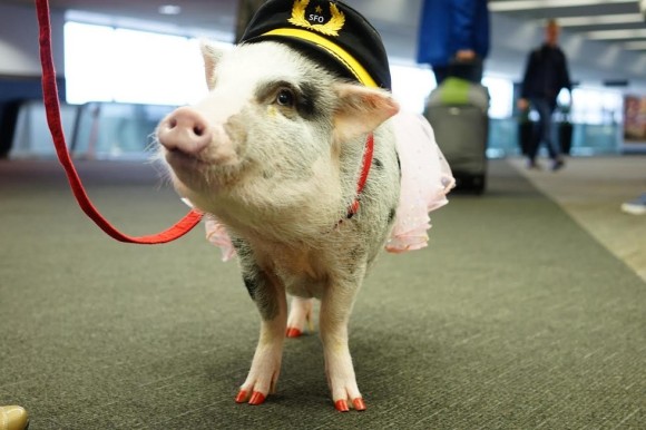 今度はブタが加わった。世界初のセラピー豚がサンフランシスコ国際空港にお目見え
