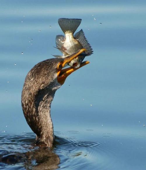 birds_eat_everything_23
