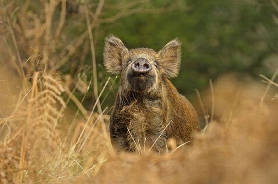 the_best_wildlife_photos_for_01