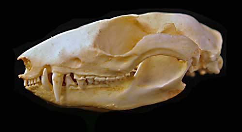 Woolly-Opossum