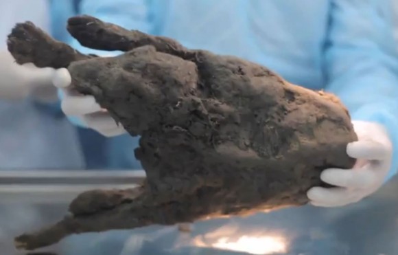 シベリアの永久凍土から出土された12400年前の子犬のミイラ、絶滅種のクローン実験へと回される