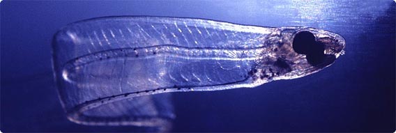 薄平べったくニョロ長い、水中の透明生物「レプトケファルス」