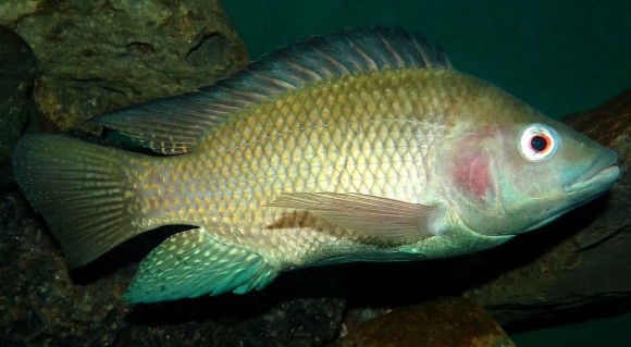 ブラジルは、淡水魚「ティラピア」の皮膚を使って火傷治療を行っている