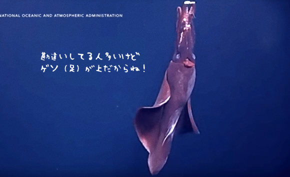 やっぱゲソは上だわ。レア度が高い深海イカの泳いでいる姿が無人探査機によって撮影される