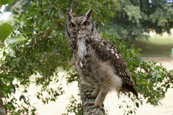 caring_owl_19