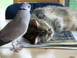 鳩が容赦なき鳩時計となって猫を起こすまでの記録映像
