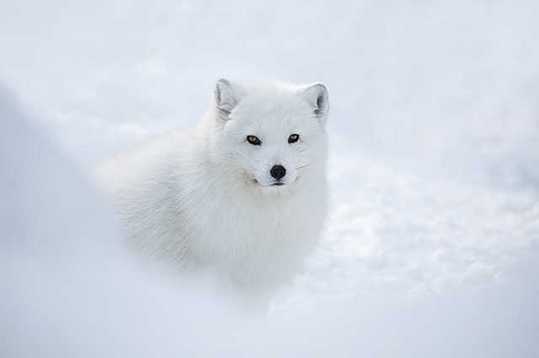 Snow-White-Arctic-Fox-6