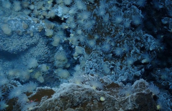 NASAの宇宙生物学者が深海にある生命の起源を再現（米研究）