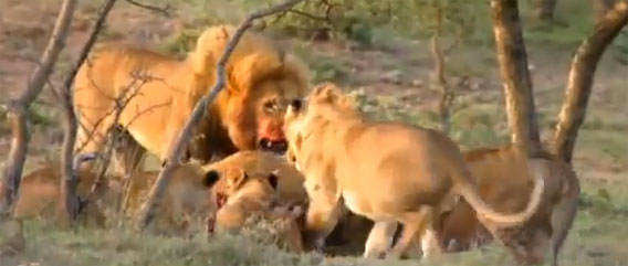 飢えた15頭のライオンから餌を奪う、ライオンに寄生して生きる人々（アフリカ）