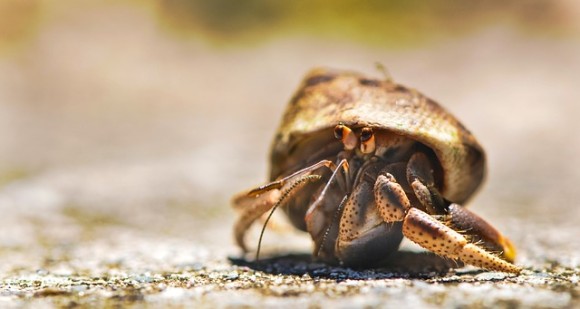 大きな息子スティックを持つヤドカリほど、上等な貝殻を身につけている。その理由とは？（米研究）