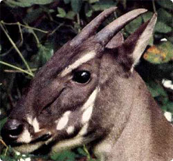 幻の動物「サオラ」１頭がラオスで捕獲される