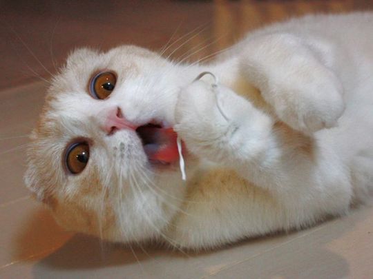 animals_77_33