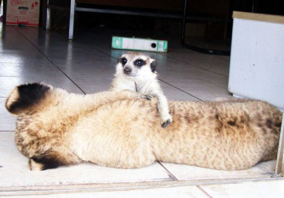 best_buddies_lion_640_06